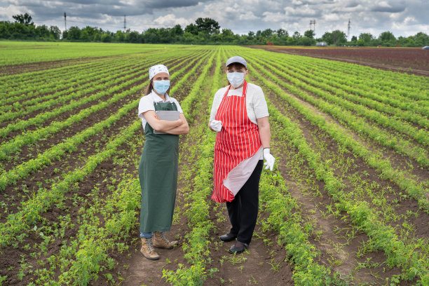农民家庭在耕地上检查玫瑰种植园新苗的照片。在新冠肺炎大流行期间开展工作。农业职业。家族企业。图片下载