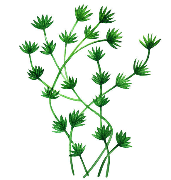 水彩绿海藻图片下载