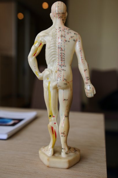 医学上的解剖模型，非常适合工作图片下载