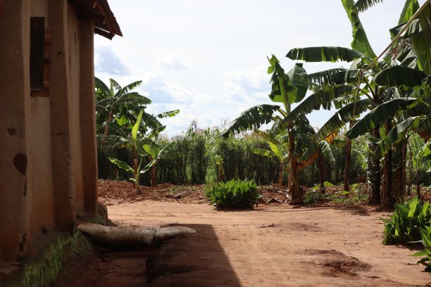 乌干达当地的教堂和香蕉田图片下载