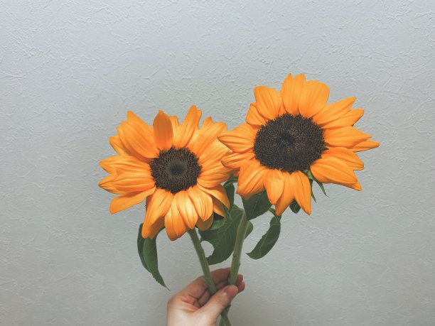 向日葵图片下载