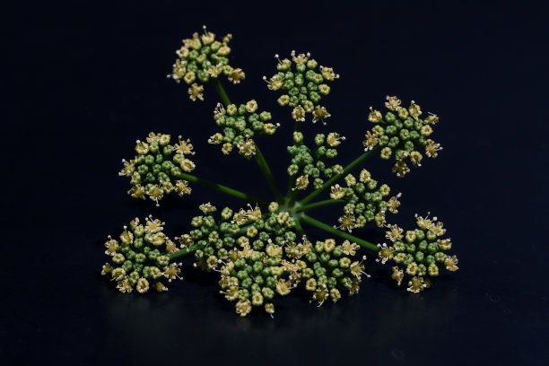 欧芹花的特写照片在黑色的背景。图片下载