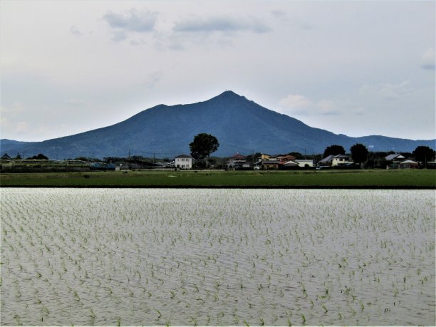 日本。五月筑波山周围的稻田。图片下载