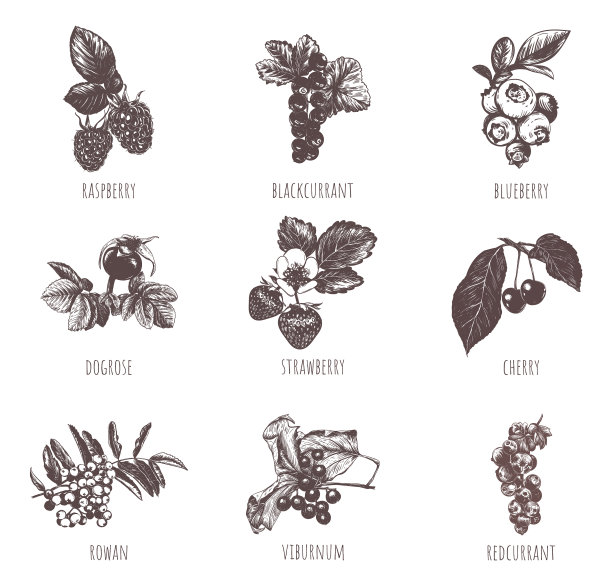 浆果素描手绘集浆果图片下载