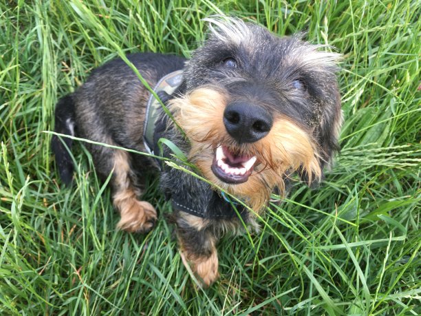 美丽奥利图片下载