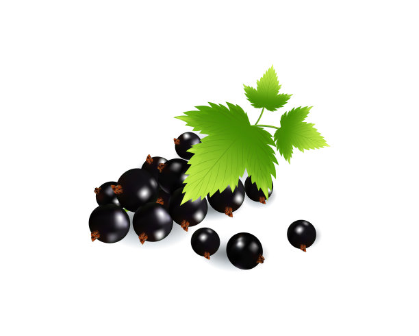 设置现实成熟的浆果在白色图片下载