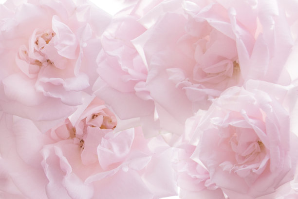 戏剧性的粉色姿势背景图片下载