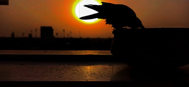 鸟在饮水，夕阳在后面图片下载