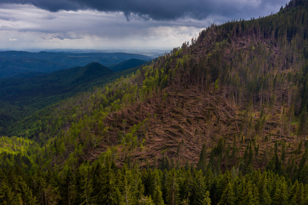 大风吹倒了山上森林里的树木。鸟瞰图绿色松林在毁林地区景观。俯视图的倒下的森林树干和生长的森林。高贵的欧洲自然图片下载