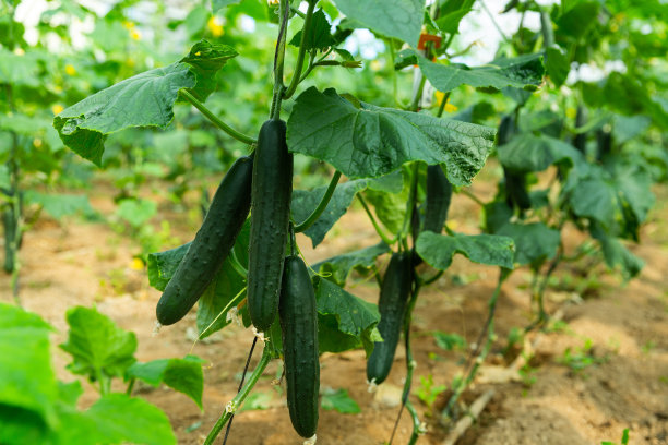 黄瓜挂在灌木丛中图片下载