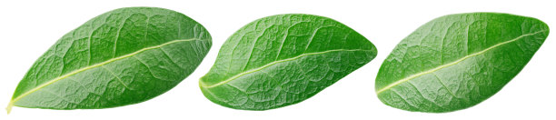 蓝莓绿色叶子孤立在白色上图片下载