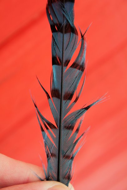 蓝松鸦羽毛配上储藏室的背景图片下载