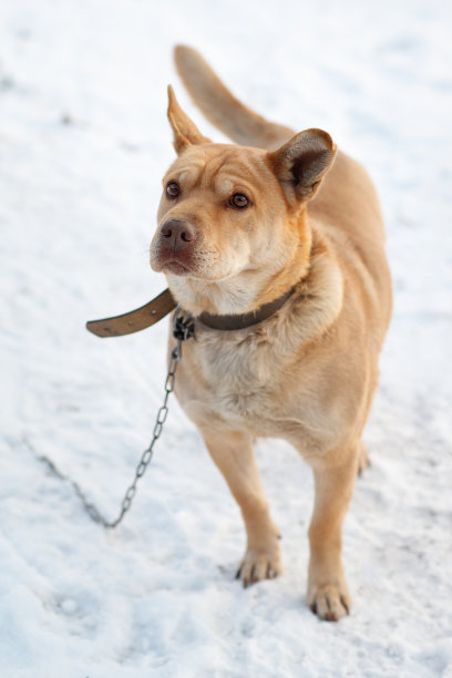 冬天雪地里拴着的狗。垂直的图像图片下载