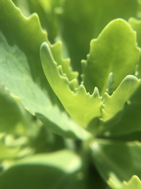 有刺的绿色植物图片下载
