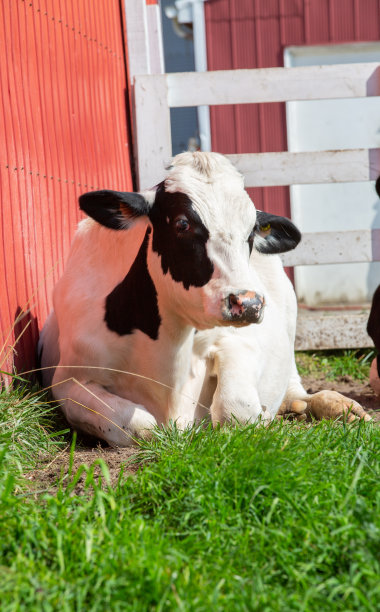 霍尔斯坦炸薯条图片下载