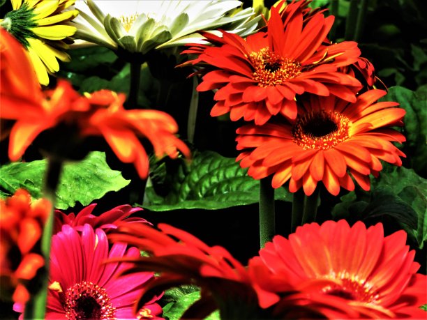 美丽的非洲菊的花。图片下载