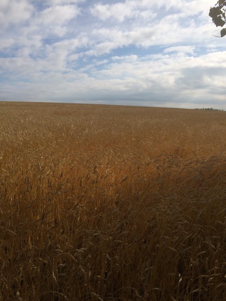 阳光照耀着即将收获的庄稼图片下载