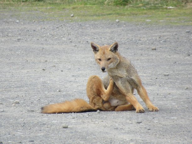 卡尔佩奥或安第斯狐狸 （莱卡洛佩克斯库帕乌斯图片下载