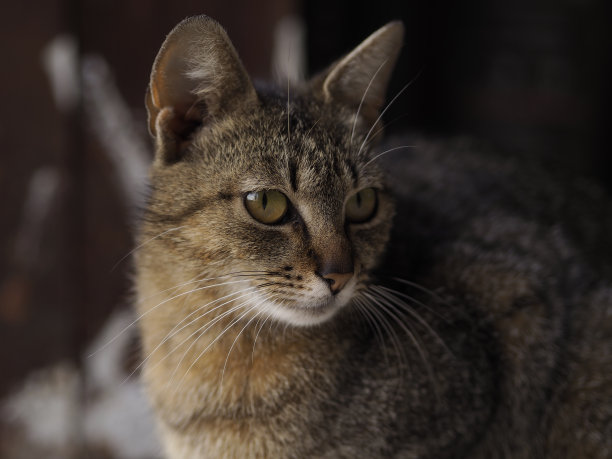 美丽的猫肖像图片下载