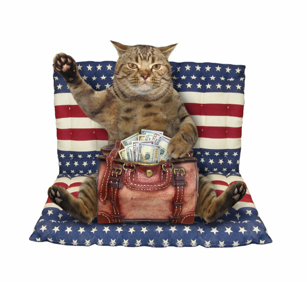 猫和袋装美元在气垫床上图片下载