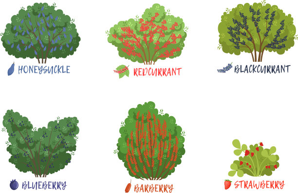 不同的花园浆果灌木和果树图片下载