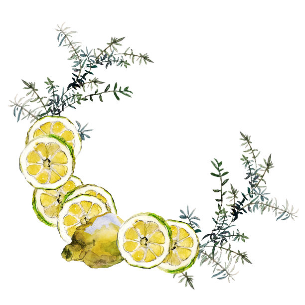 水彩画圆形框架柠檬片和绿色迷迭香树枝孤立在白色。图片下载
