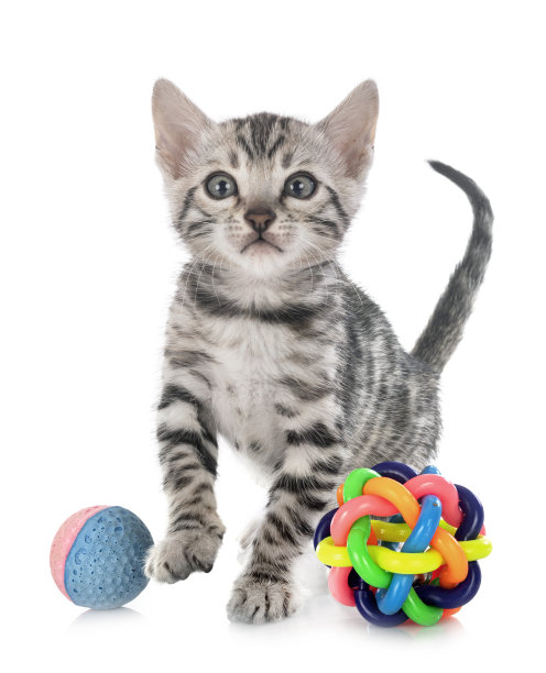 孟加拉猫图片下载