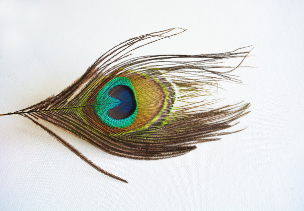 孤立的孔雀羽毛在白色的背景图片下载