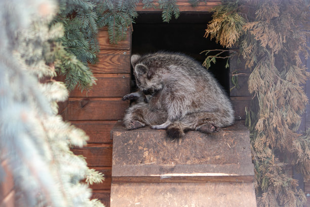 美丽有趣的浣熊正睡在木屋里，貂皮。宠物正直视着摄像机。春夏季主题背景。库存图片图片下载