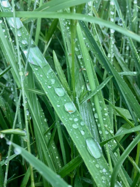草地上的露珠图片下载