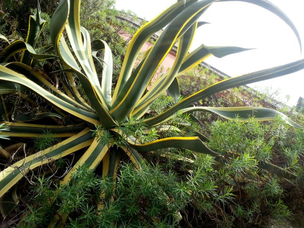 法国美丽的绿色仙人掌图片下载