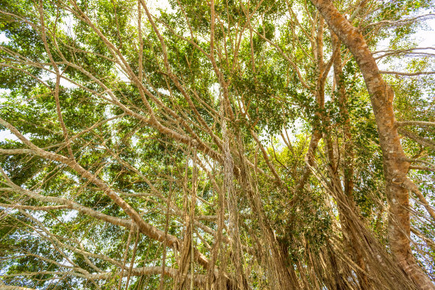 巴厘岛丛林中的藤本植物林图片下载