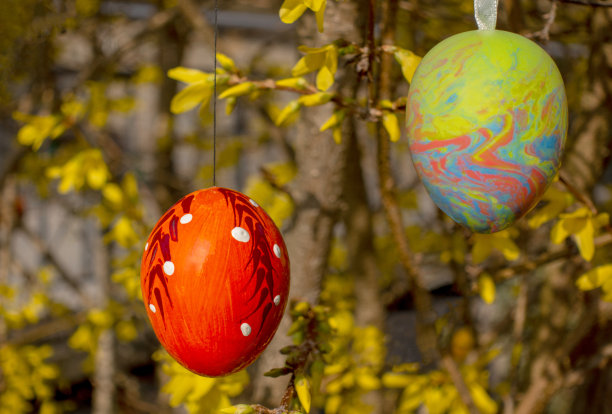 两个彩绘的复活节彩蛋放在黄色的花枝上图片下载