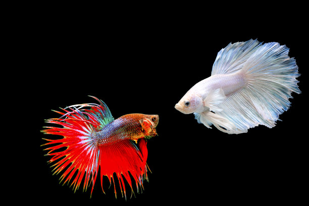 暹罗斗鱼图片下载