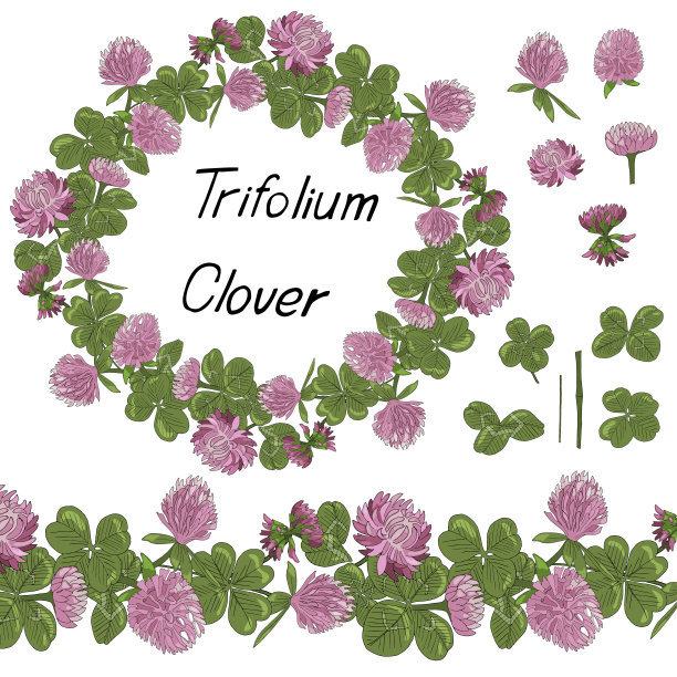 三叶草。三叶草花，叶和茎孤立。三叶草花的花环框架。无尽的横刷。图片下载