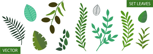 一组不同的树叶。孤立在白色背景上图片下载