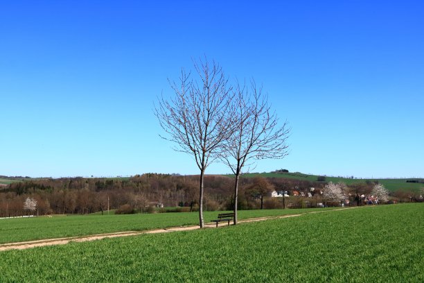 春天的森林主题:光秃秃的树和蓝天图片下载