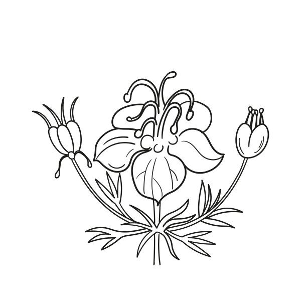 手绘黑孜然。行风格。孤立在白色背景上。图片下载