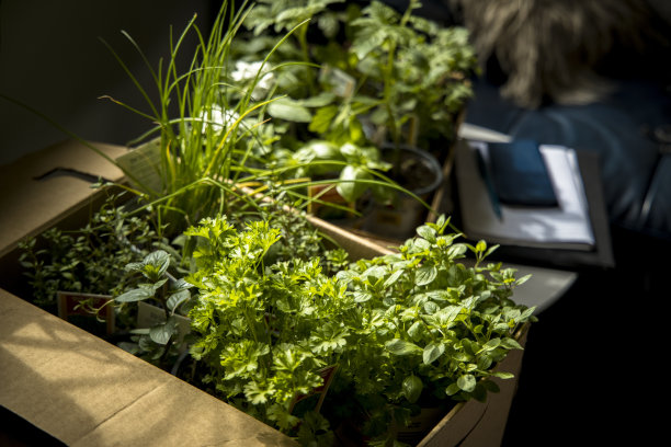 为花园准备的装有植物的盒子。图片下载