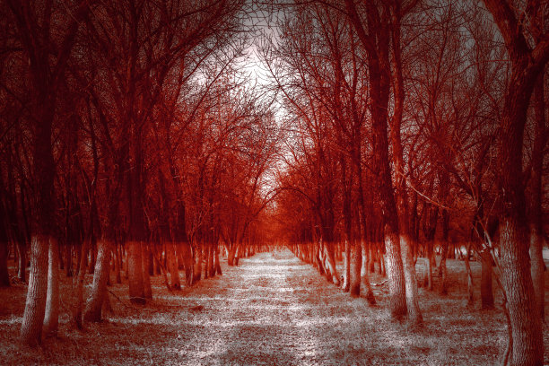 人在可怕的森林里，黑暗恐怖的风景图片下载