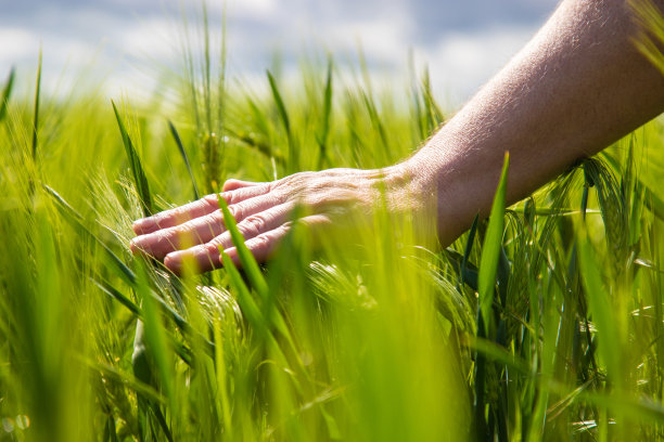 初夏，农民的手抚摸着成熟的麦穗。农民在麦田里劳作。农业种植麦田。图片下载
