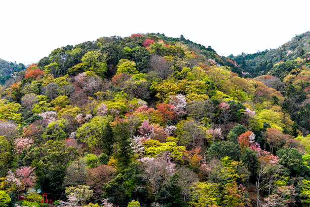 日本京都，春天在岚山的寺庙花园中盛开的粉红色的樱花树与山景图片下载