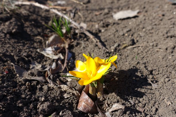 三月两种番红花的琥珀黄色花朵图片下载