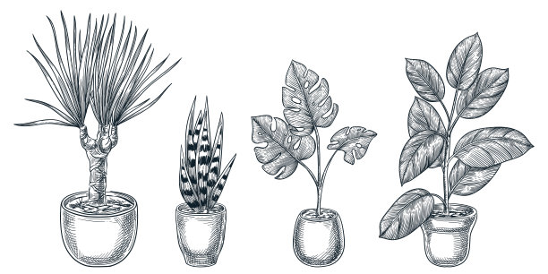 盆栽。盆栽室内植物矢量手绘示意图。居室装饰设计元素。图片下载