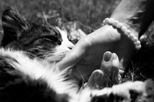 黑白猫玩爱抚爱手人图片下载