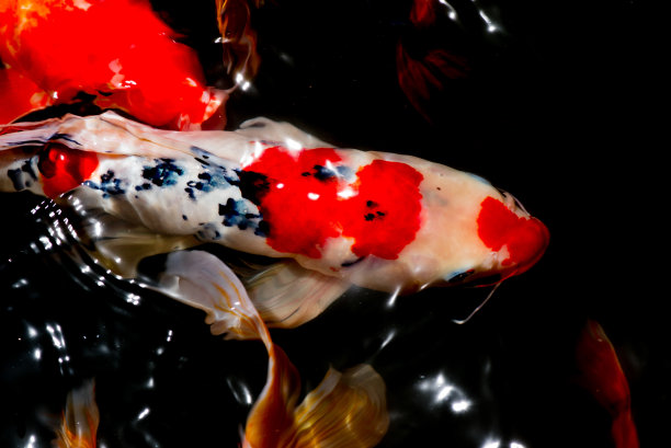 五颜六色的花式鲤鱼，锦鲤图片下载