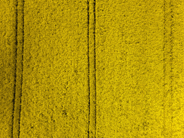 农用地、油菜地图片下载