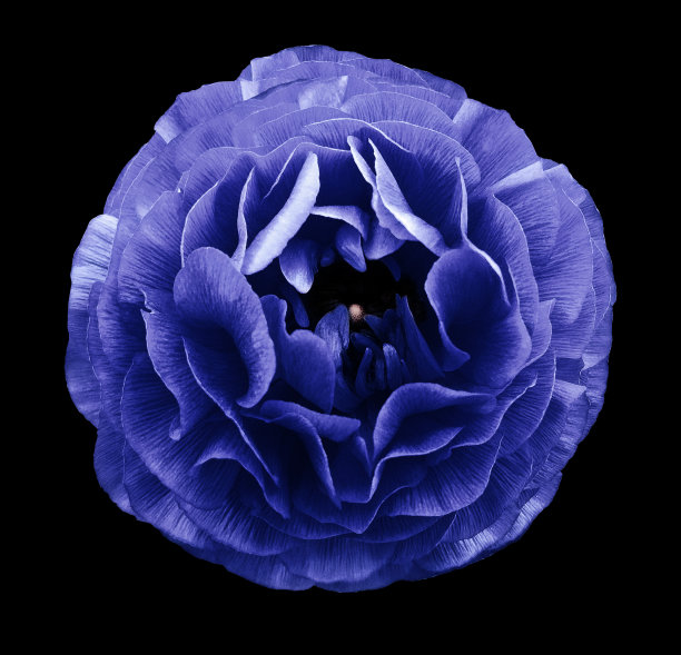蓝色的玫瑰花。花孤立在黑色背景上。裁剪路径没有阴影。特写镜头。大自然。图片下载