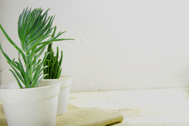 多汁植物和仙人掌的图片，种植在一个白色的花盆上的木桌，用于室内装饰图片下载