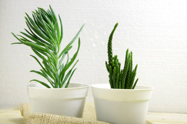 多汁植物和仙人掌的图片，种植在一个白色的花盆上的木桌，用于室内装饰图片下载